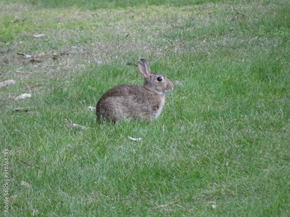 Rabbit Sitting Upright Rabbit Sitting Upright