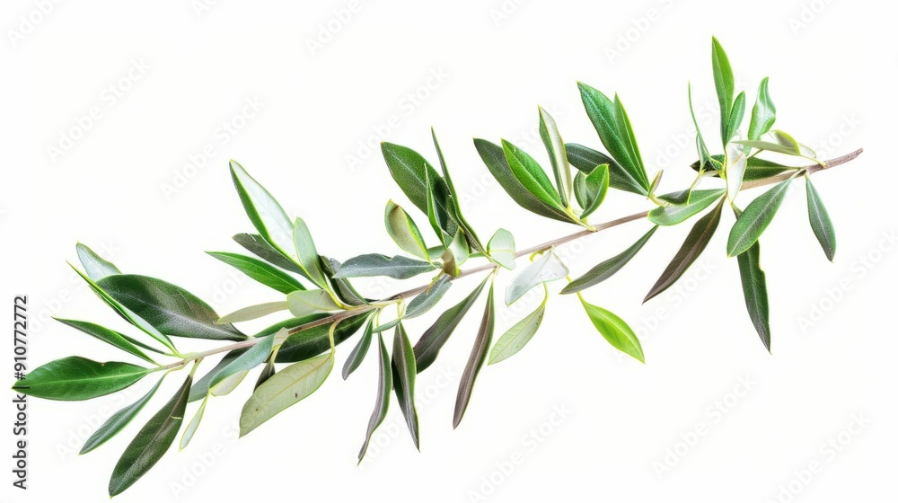 branch of a olive tree with leaves isolated on white background branch of a olive tree with leaves isolated on white background