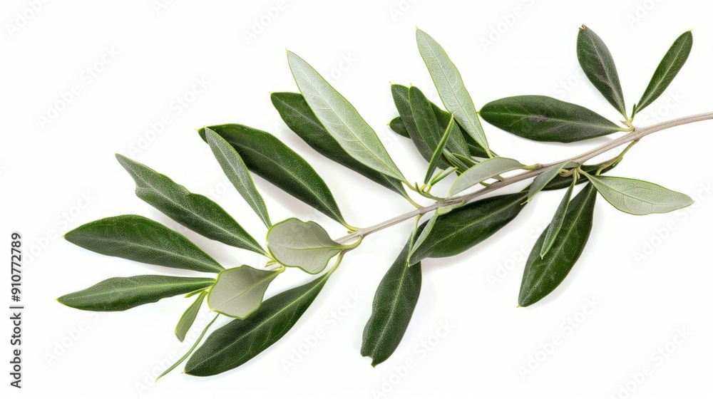branch of a olive tree with leaves isolated on white background branch of a olive tree with leaves isolated on white background