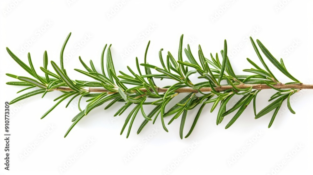Fototapeta premium rosemary branch isolated on white background