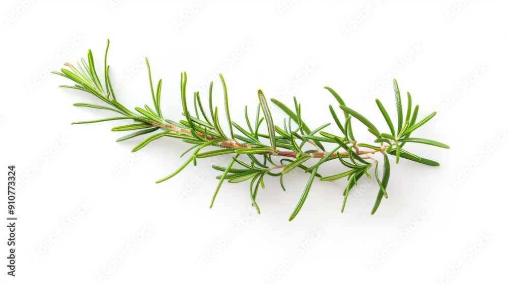 rosemary branch isolated on white background rosemary branch isolated on white background