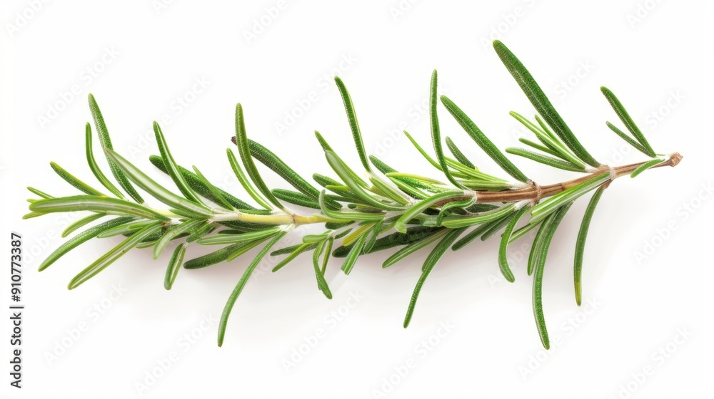 Fototapeta premium rosemary branch isolated on white background