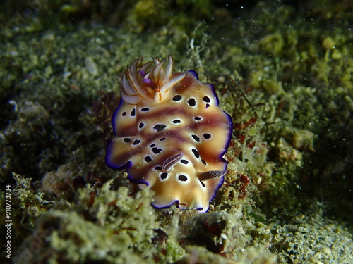 Nudibranch on the seabed. A small nudibranch crawls along the sandy seabed among seaweed.