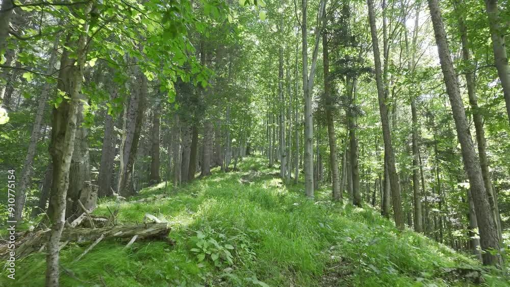 Movement Between The Trees in The Middle of a Well-lit Forest. Movement Between The Trees in The Middle of a Well-lit Forest.