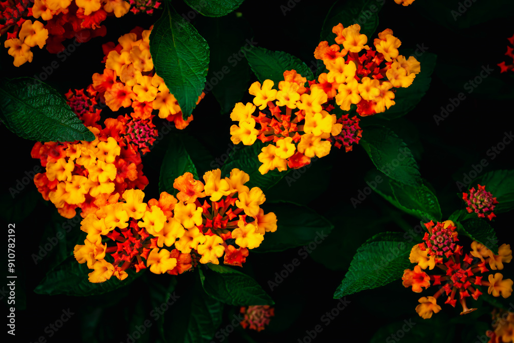 A close up of a bunch of yellow flowers with green leaves. The flowers are in a dark background