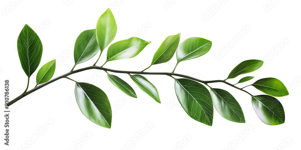 Naklejka premium green fresh leaves on a tree branch summer natural plant isolated on white background.