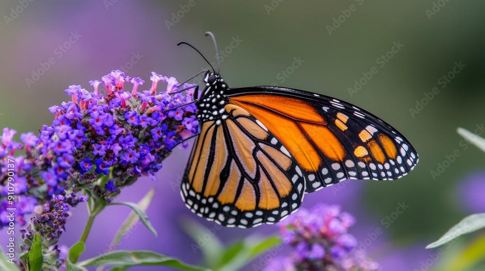 Obraz premium Monarch butterfly on purple flowers in nature close-up