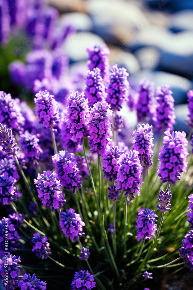 Obraz premium Purple Lavender Flowers Blooming In Sunlight During Summer. Blurred background with copy space.
