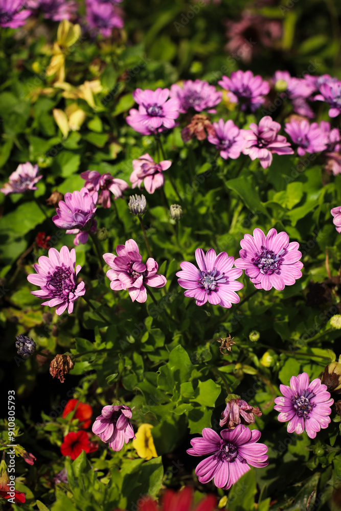 summer. nature. village. flowers. sunny day summer. nature. village. flowers. sunny day