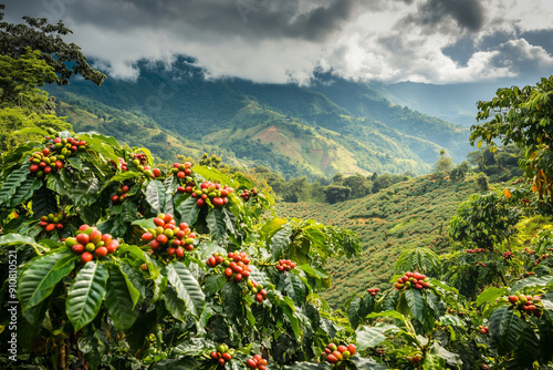  field of coffee plants with a sun shining on them. The sun is setting and the sky is orange photo