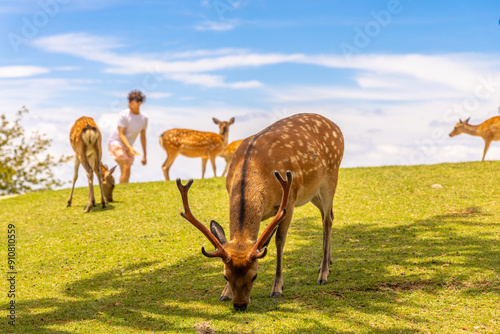 The deer are freely roaming around in Nara park, Japan