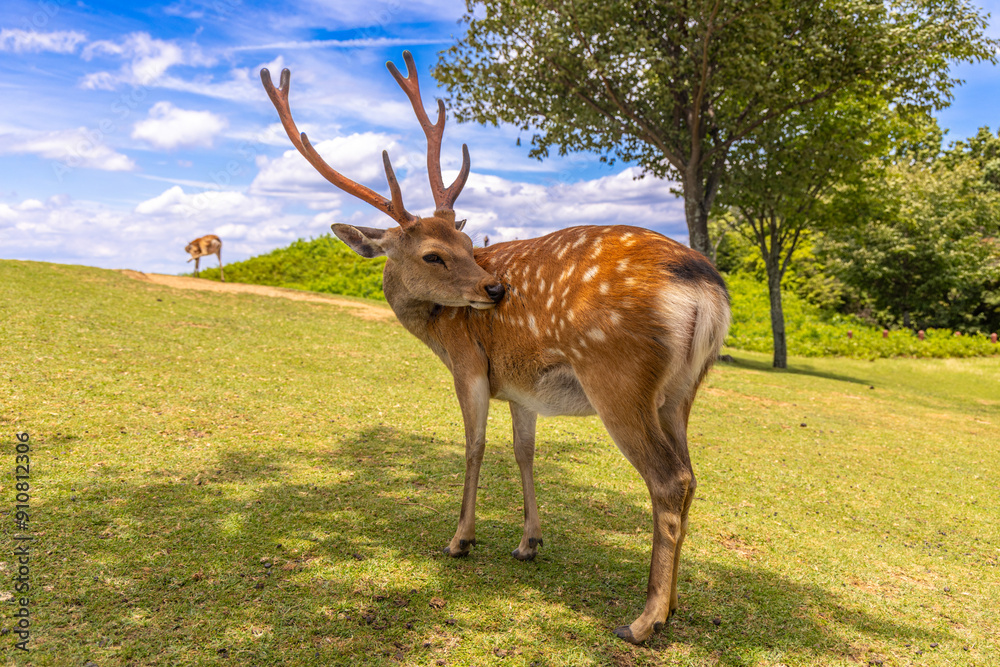 The deer are freely roaming around in Nara park, Japan The deer are freely roaming around in Nara park, Japan