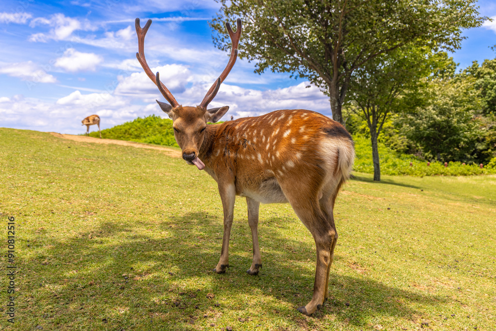 Naklejka premium The deer are freely roaming around in Nara park, Japan