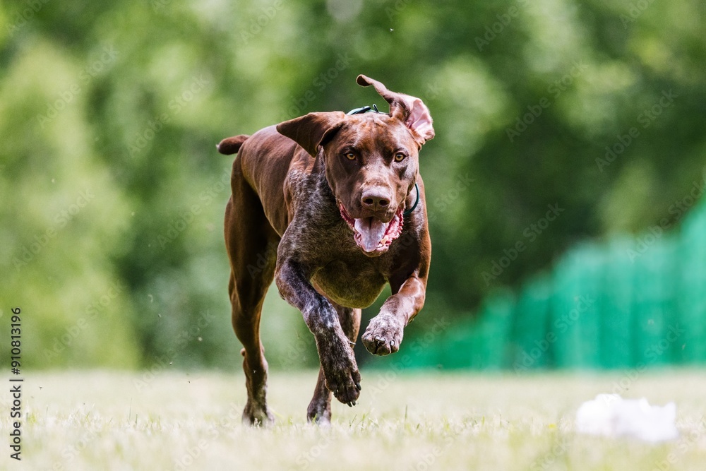 German Shorthaired Pointer dog running lure course dog sport German Shorthaired Pointer dog running lure course dog sport