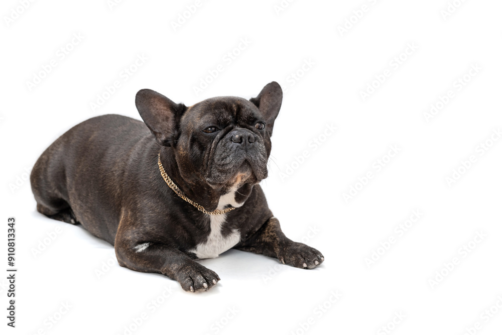 Portrait of a French bulldog close-up on a white background Portrait of a French bulldog close-up on a white background