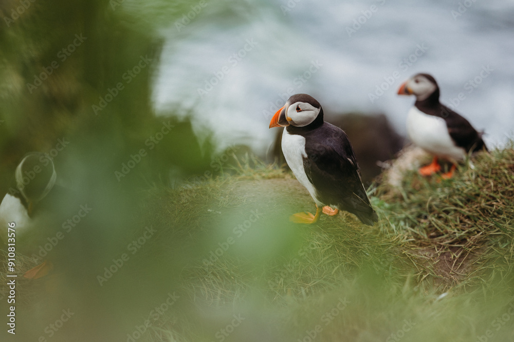 Closeup of puffins standing on a cliff in Borgarfjarðarhöfn, Iceland. Closeup of puffins standing on a cliff in Borgarfjarðarhöfn, Iceland.