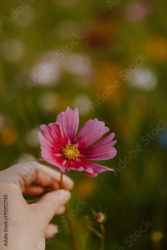 Hand Holding Pink Cosmos Flower in Flower Field