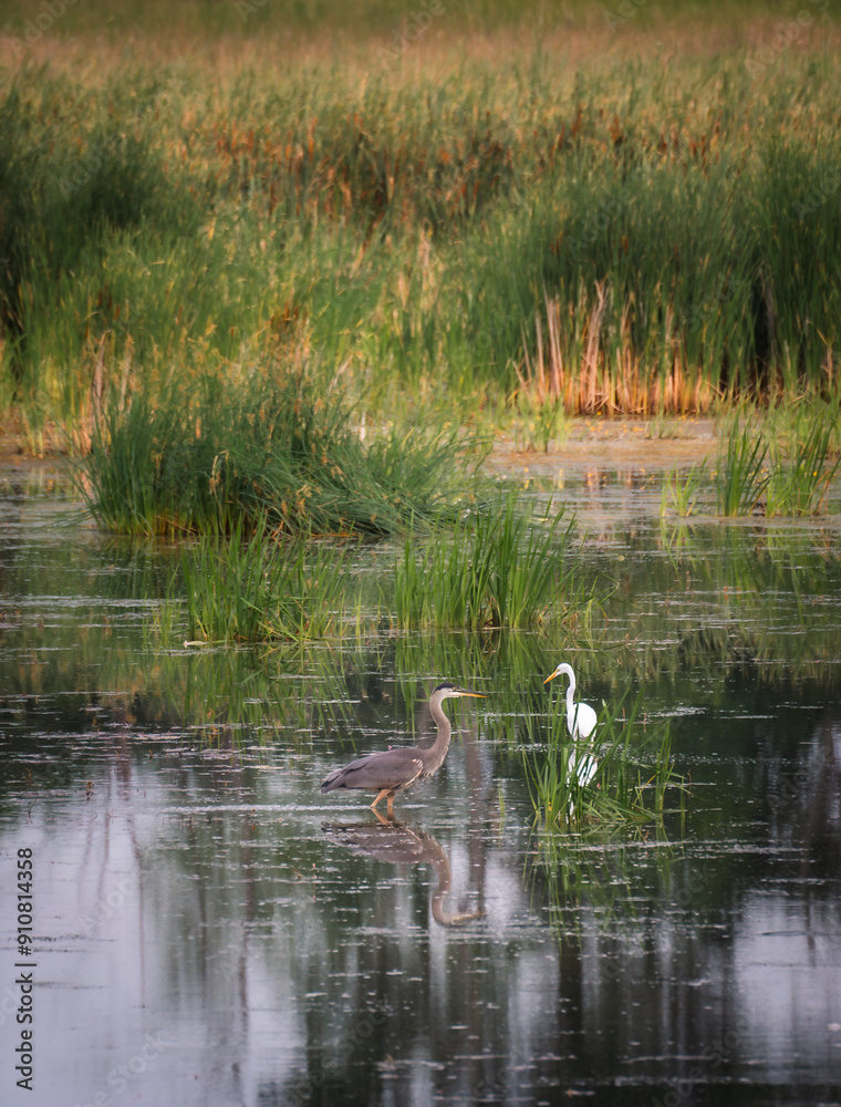 Heron and white egret in a marshy wetland on summer day. Heron and white egret in a marshy wetland on summer day.