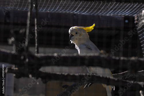 Sulphur Crested Cockatoo- Cacatua Galerita