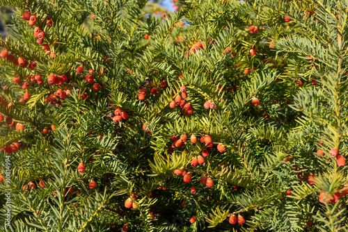 Photos Close-up of yew tree branches