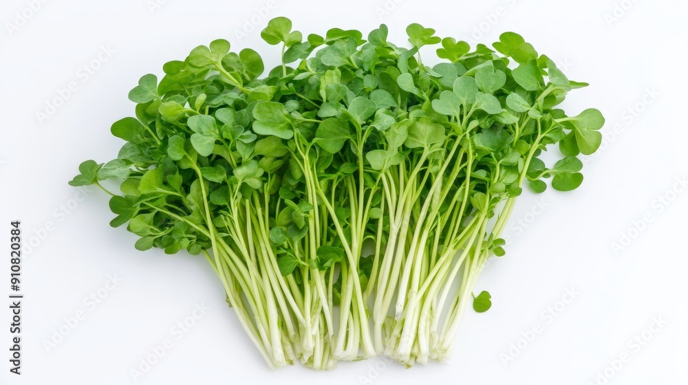 Fresh watercress leaves and stems, neatly arranged and isolated on a white background. The vibrant green color emphasizes their freshness Fresh watercress leaves and stems, neatly arranged and isolated on a white background. The vibrant green color emphasizes their freshness