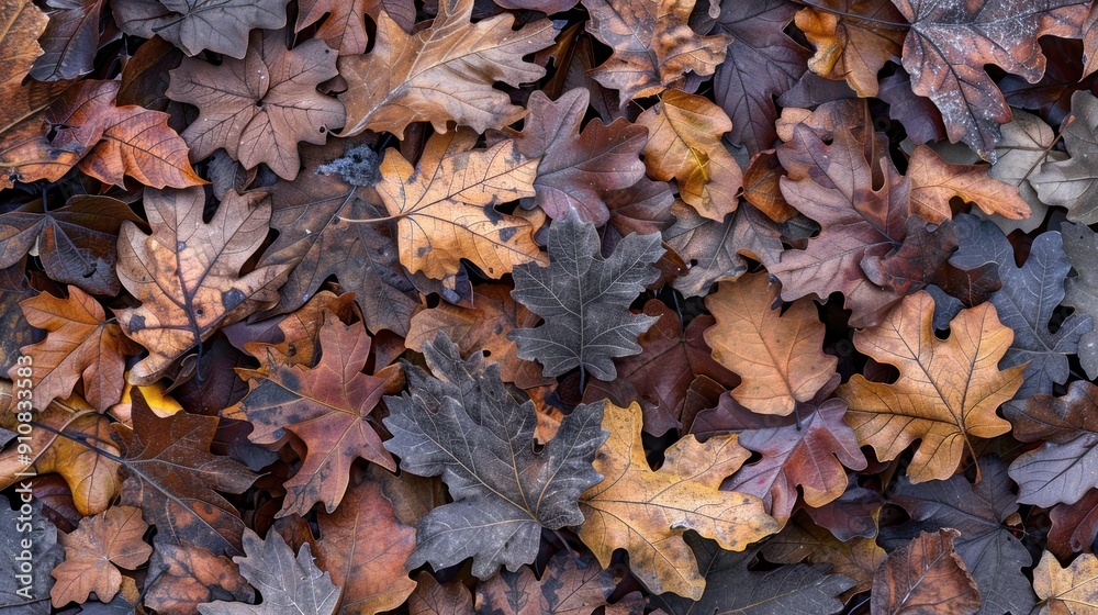 Close-up of fallen leaves in various shades of brown and grey. Close-up of fallen leaves in various shades of brown and grey.