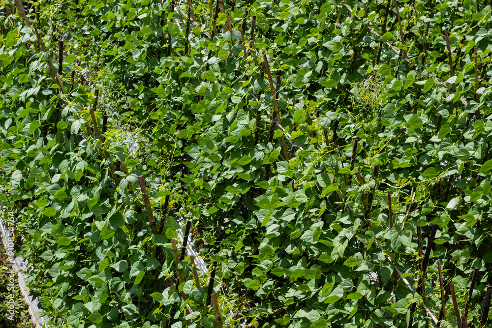 Obraz premium Background of lush green bean leaves in rice fields