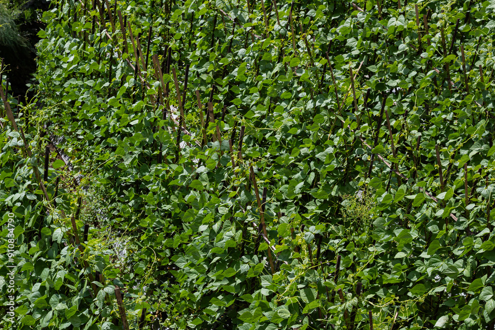 Background of lush green bean leaves in rice fields Background of lush green bean leaves in rice fields