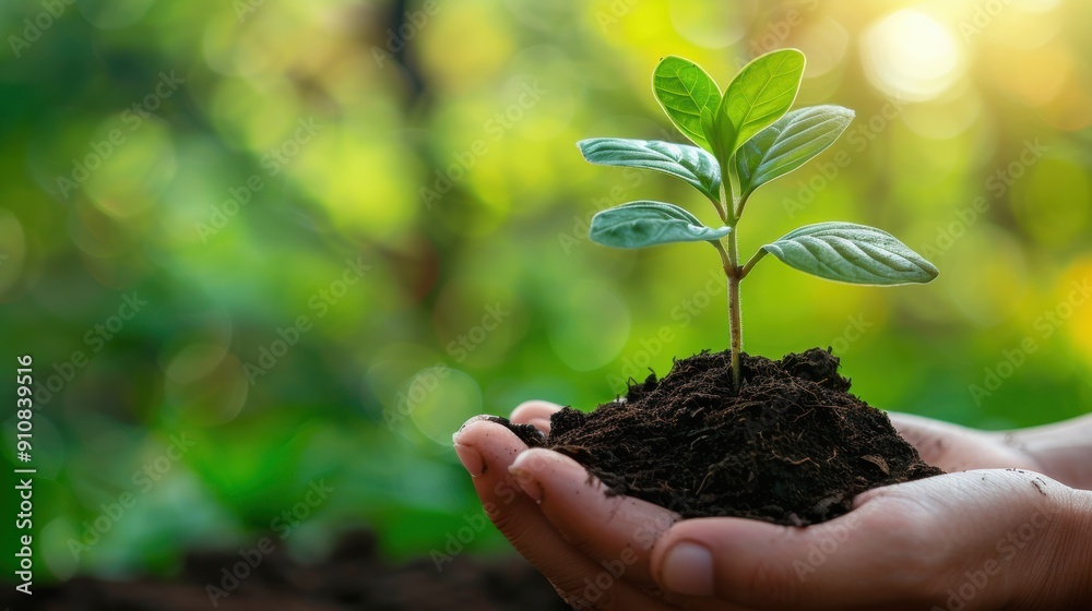 Closeup of hands holding a young plant with soil. Closeup of hands holding a young plant with soil.