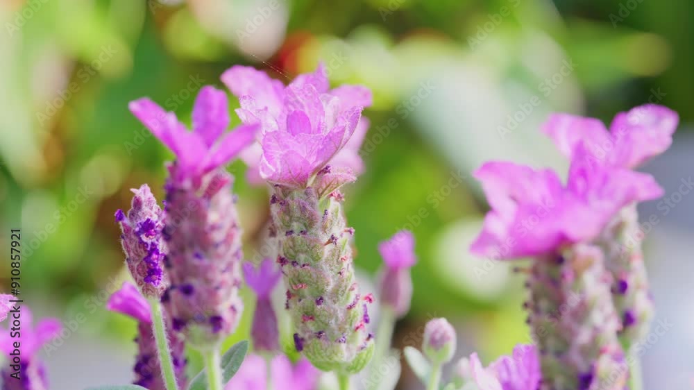 Close up of French lavender, Lavandula stoechas, growing in a herb nursery with shallow depth of field Close up of French lavender, Lavandula stoechas, growing in a herb nursery with shallow depth of field