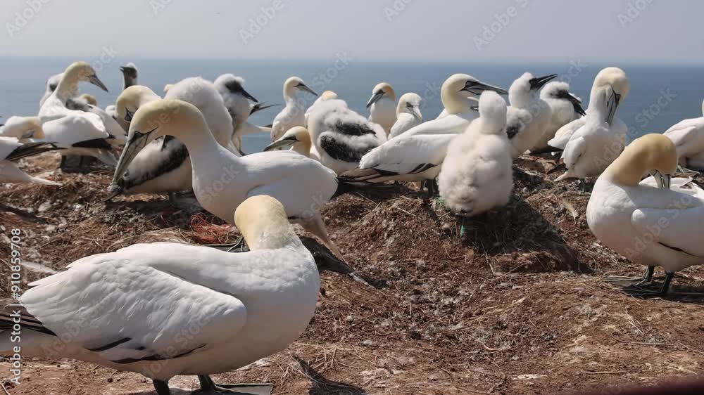 Northern gannets – Morus bassanus - on the red cliffs of the German offshore island of Heligoland, Schleswig Holstein, Germany, Europe Northern gannets – Morus bassanus - on the red cliffs of the German offshore island of Heligoland, Schleswig Holstein, Germany, Europe