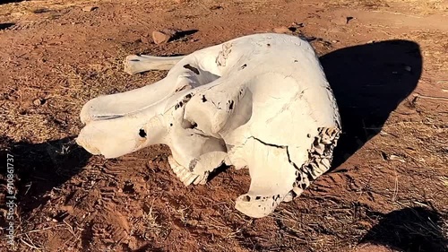 Old elephant skull weathered by the harsh African weather elements, now part of the natural cycle ingested by animals for calcium needs