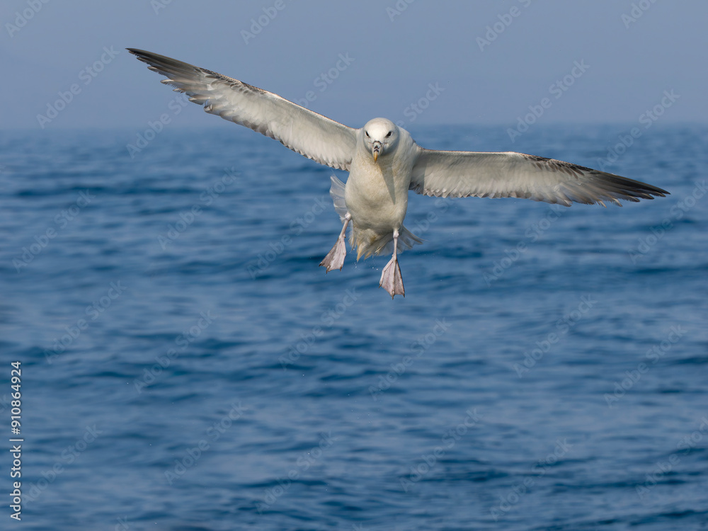 Fototapeta premium Fulmar, Fulmarus glacialis