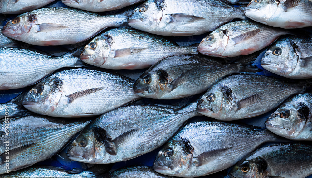 Freshly caught loup de mer lie next to each other in a symmetrical pattern as a background. Freshly caught loup de mer lie next to each other in a symmetrical pattern as a background.