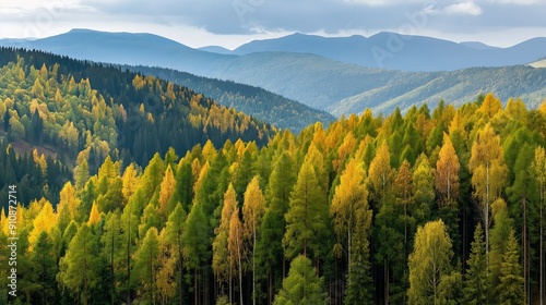 Autumn forest landscape. Multicolored trees. Natural colors. Beautiful wild forest. Wild northern nature. Travel