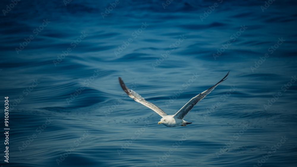 A seagull flies over the sea A seagull flies over the sea