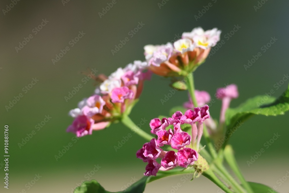 The beauty of the pink flowers in the flower fields on a backdrop blurred by the morning sun, spring time. The beauty of the pink flowers in the flower fields on a backdrop blurred by the morning sun, spring time.