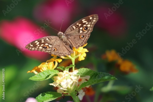 butterfly on flower