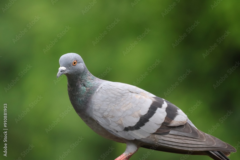 Homing pigeons, also known as postal pigeons or messenger pigeons, are pigeons in Thailand. Homing pigeons, also known as postal pigeons or messenger pigeons, are pigeons in Thailand.