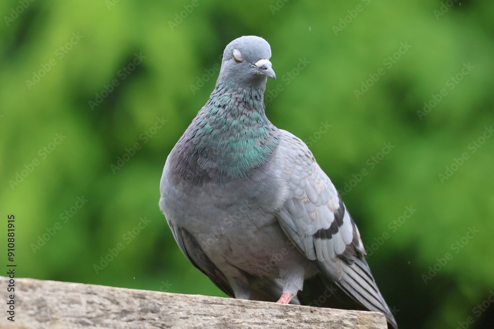 Pigeons carry the cryptococcus germ, which can cause people to become ill with pneumonia.