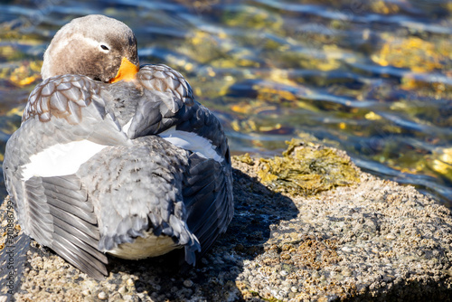 A Falkland flightless steamer duck (Tachyeres brachypterus) with an orange beak, Falkland Islands. Male.	 photo