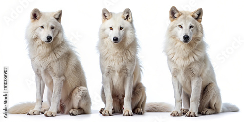 A group of four Arctic wolves sitting and standing together, showcasing their thick white fur and piercing eyes. Ideal for wildlife and nature-themed projects photo