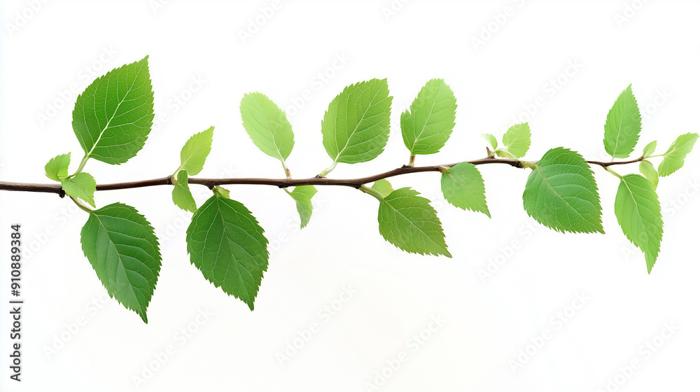 Vibrant Branch with Leaves Isolated on White Background Vibrant Branch with Leaves Isolated on White Background