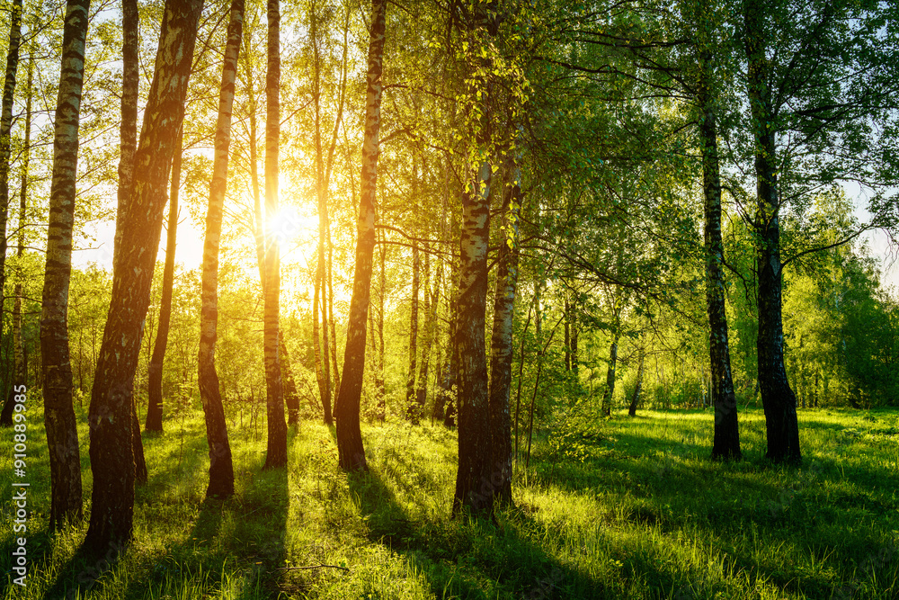 Grove of birches with young green leaves at sunset or sunrise in spring or summer. Grove of birches with young green leaves at sunset or sunrise in spring or summer.