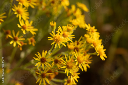 yellow flowers in Pond