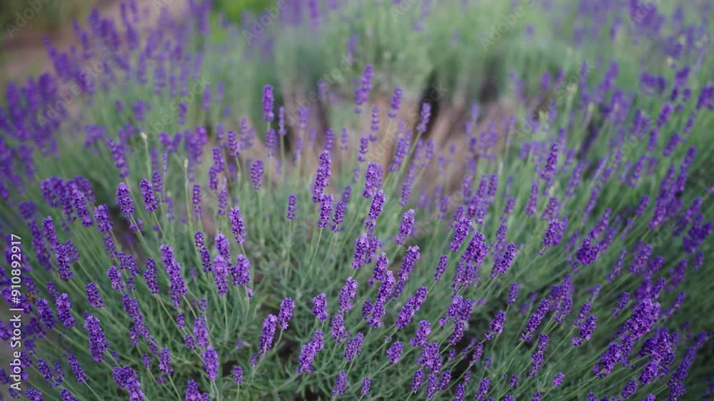 Purple blooming lavender shrub gently move in light breeze, city park in Prague Purple blooming lavender shrub gently move in light breeze, city park in Prague