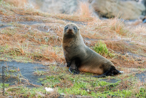 new zealand Fur Seal relax on the costalrock photo