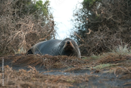 new zealand Fur Seal relax on the costalrock photo