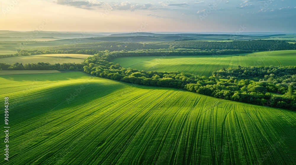 Obraz premium Agro culture, green fields, nature, view from above