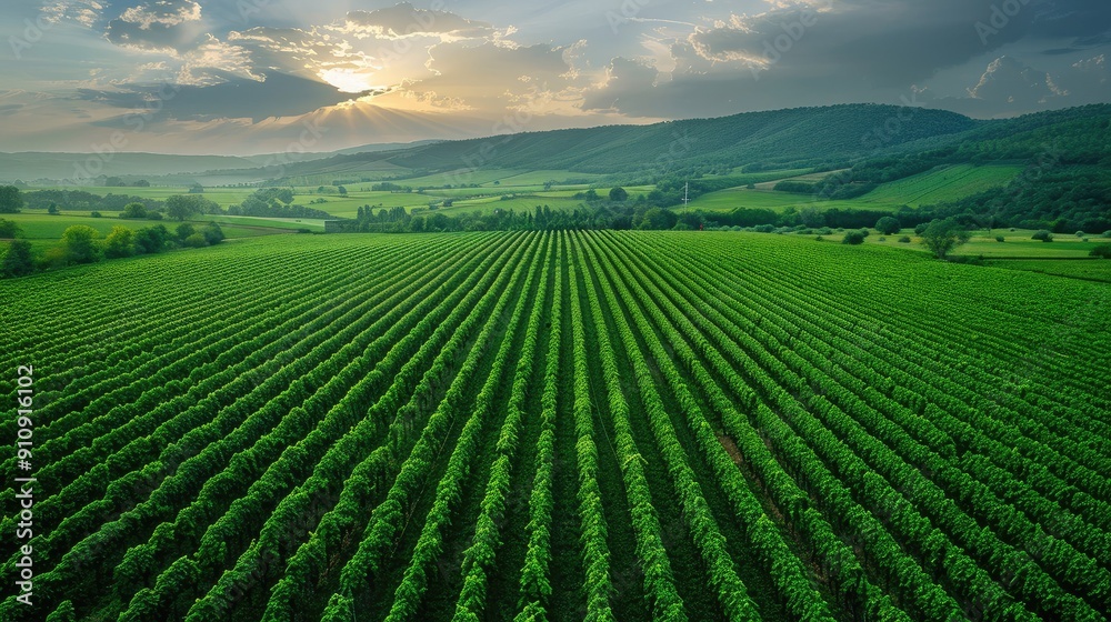 Agro culture, green fields, nature, view from above Agro culture, green fields, nature, view from above